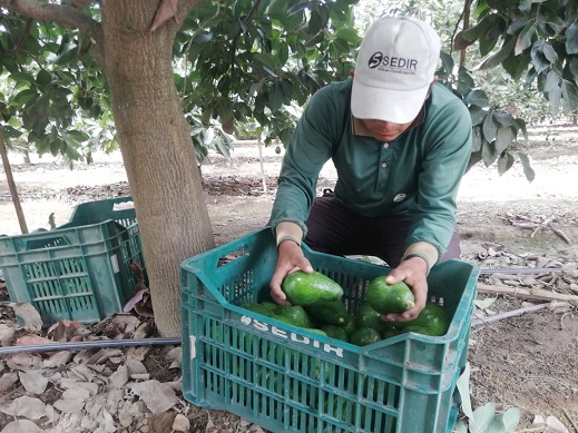 Áncash exporta más de 24 mil toneladas de palta a USA y Europa 