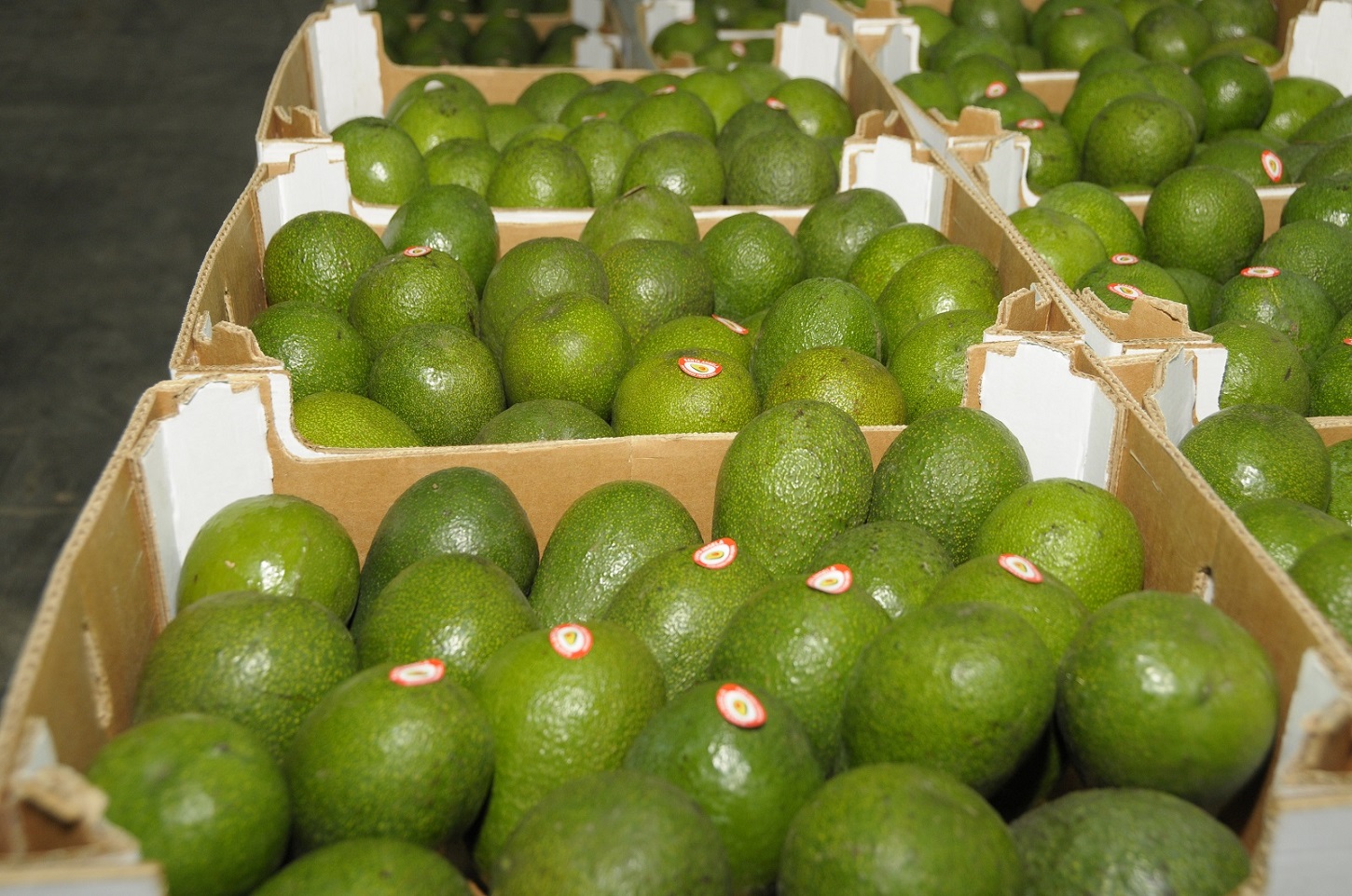 Palta en ascenso en el ranking de la oferta exportable peruana