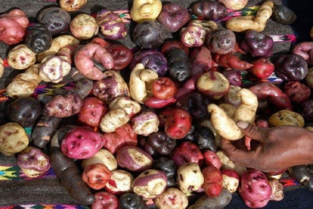 Minagri promueve campaña de consumo de papa peruana