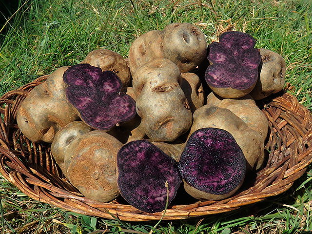 Áncash: Qali Warma destaca valor nutritivo y milenario del olluco 