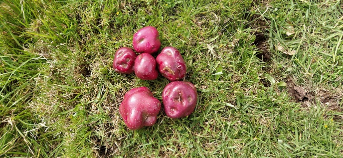  Comunidades campesinas de Áncash abastecerán de papa nativa a procesadoras de snacks