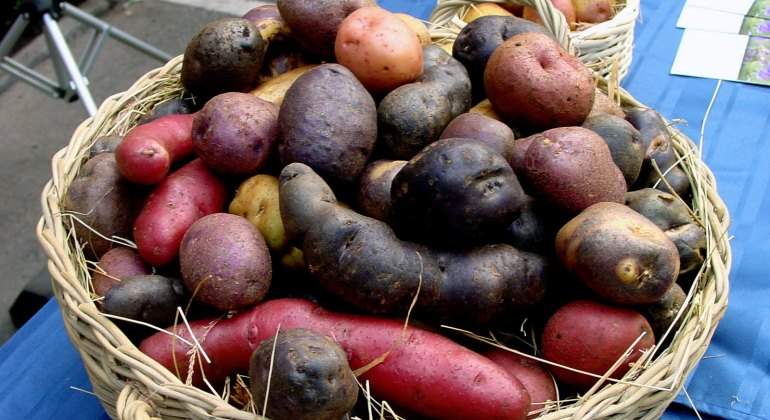 Comercializan 17 toneladas de papa nativa que será procesada y exportada en chips