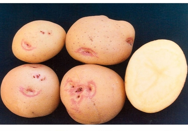 La papa Yungay celebra 50 años, una variedad creada en honor a víctimas del terremoto 