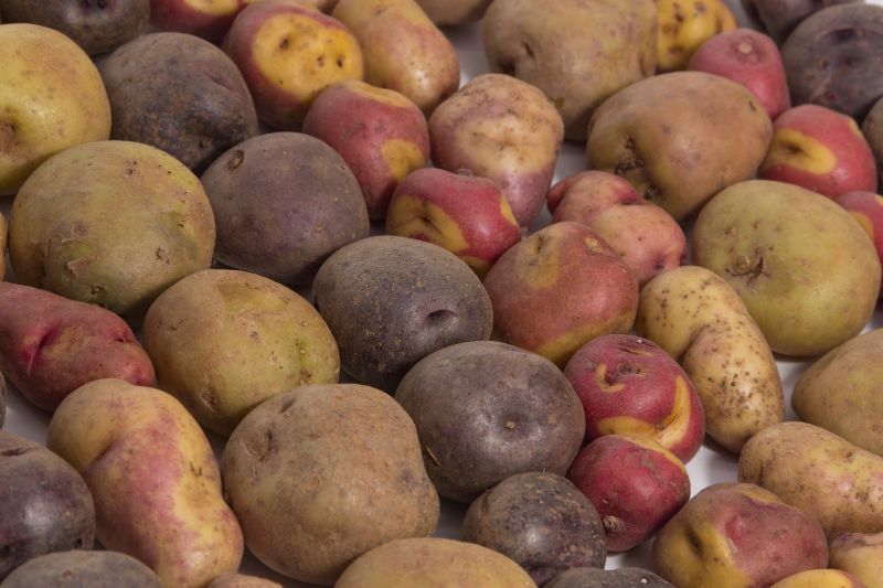 Papa peruana y sus derivados aterrizaron en 18 países  