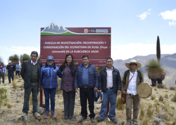 Implementan parcela de investigación de la Puya Raimondi