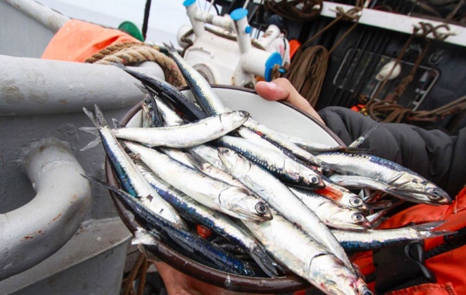 Sector pesca sigue creciendo a buen ritmo y en febrero se expandió 24.64%, según el INEI