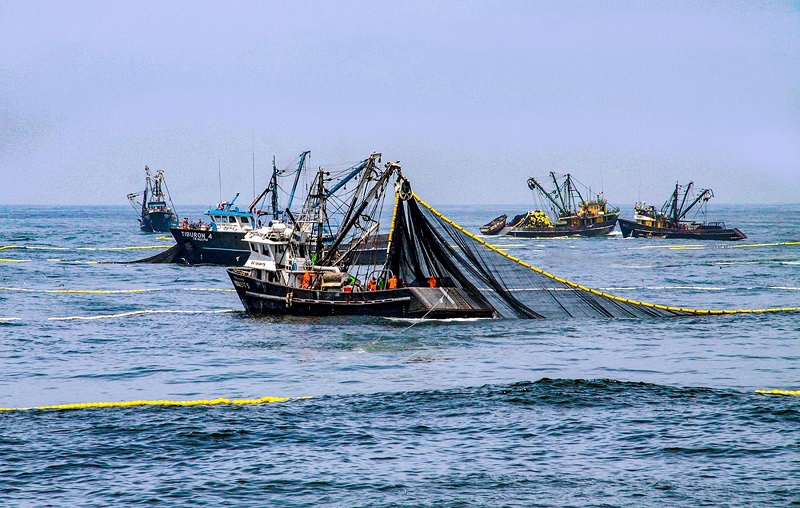Pesca creció 14% y sector agrario se expandió casi 1% en setiembre de 2019