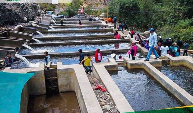 Pallasca: municipio pone en funcionamiento piscigranjas para crianza de truchas