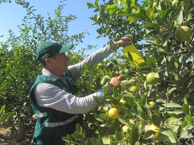 Minagri reafirma que sembríos de Áncash están libres de plagas del HLB 