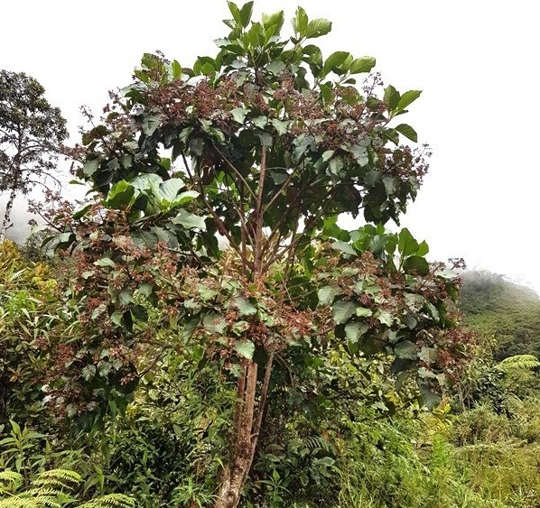 Árbol de la quina: conoce las propiedades medicinales de esta emblemática especie peruana 