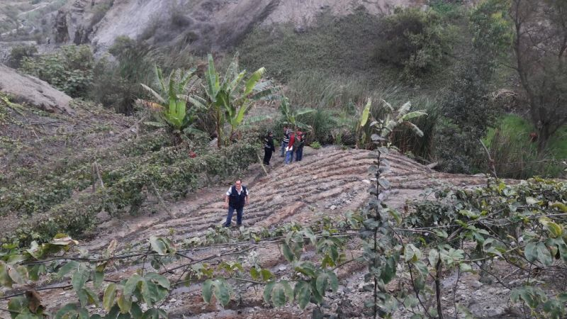 Fiscalía y Policía de Ocros incautan e incineran 562 plantas de marihuana