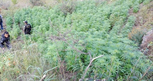 Hallan más de 47 mil plantones de marihuana en el límite de las regiones Áncash y Huánuco