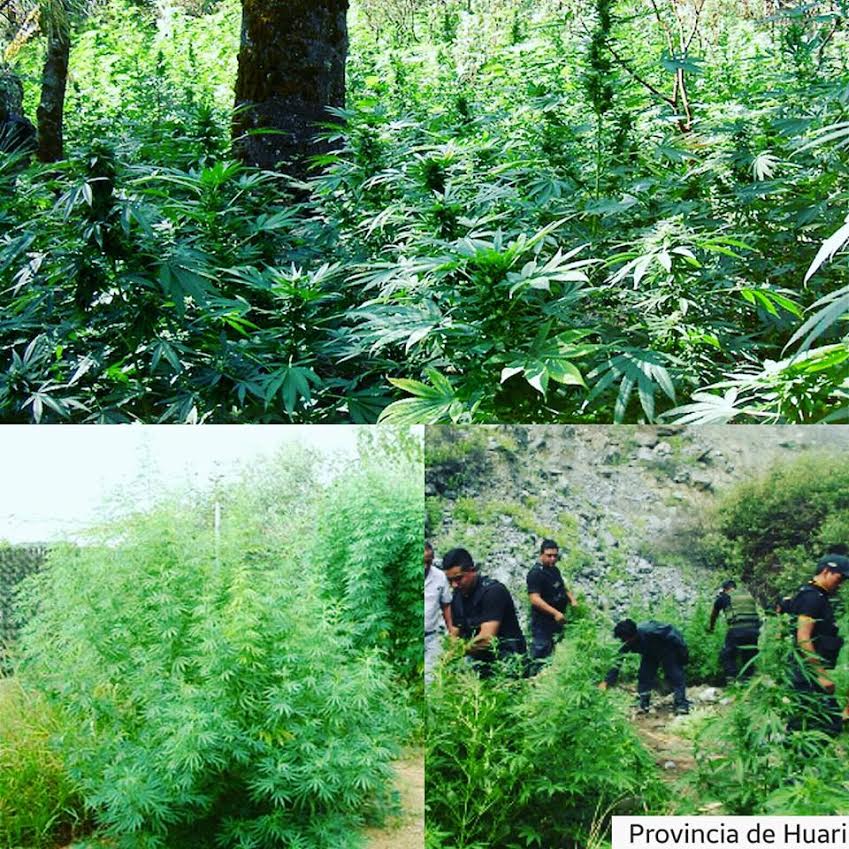  Huari: PNP intervino más de 4 mil plantones de marihuana
