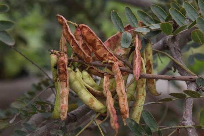 Producción de tara se promueve en centros poblados de provincia de Huaraz 
