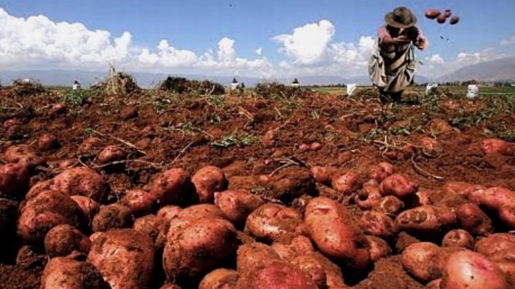 INEI reporta que producción de papa creció en 9,2% en varias regiones en julio de este año