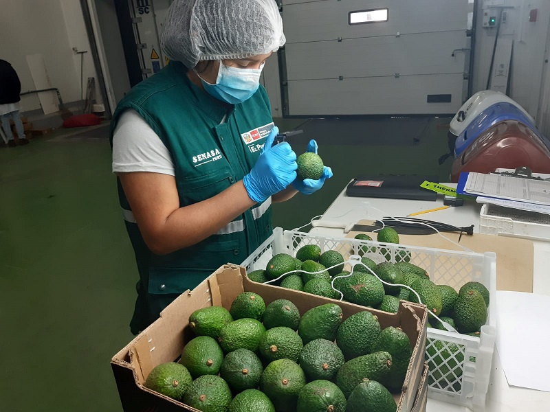 Áncash: Productores de palta Hass continúan posicionando sus productos en mercados internacionales