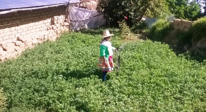 Yungay: 914 familias de Quillo emprendieron pequeños negocios    