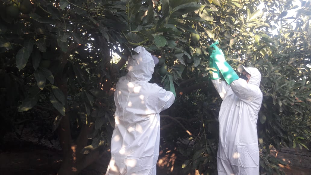 Productores agropecuarios de Áncash reinician actividades