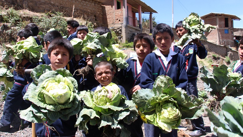 Áncash: Qali Warma cultiva esperanza en el distrito de Tauca