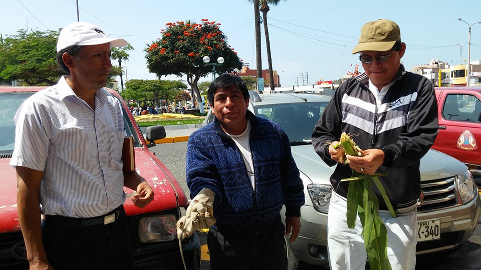 Agricultores de Tamborreal Histórico temen por plaga de ratas en sus cultivos
