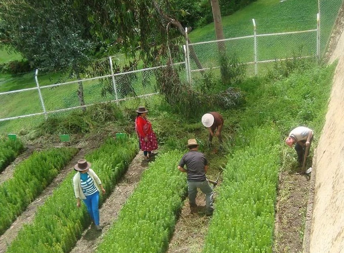 Sihuas: gobierno regional inicia proyecto de forestación por S/. 36 millones  