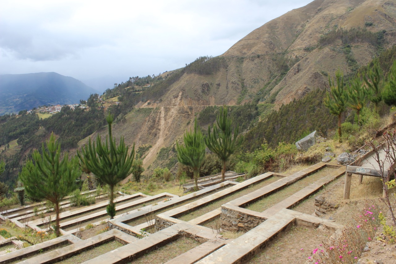 Áncash: Minagri finaliza reforestación en zona minera beneficiando a más de 5 mil familias