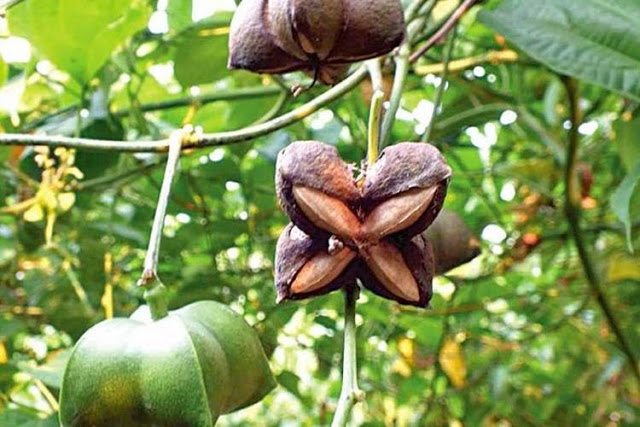 Países del Asia son los principales destinos de aceite de sacha inchi