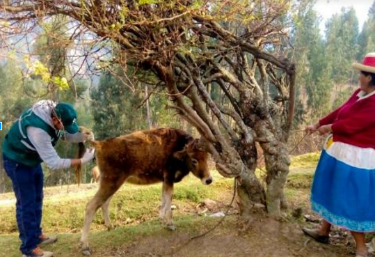 Ancash: Senasa realizó monitoreo de “Fasciola Hepática” en ganado bovino