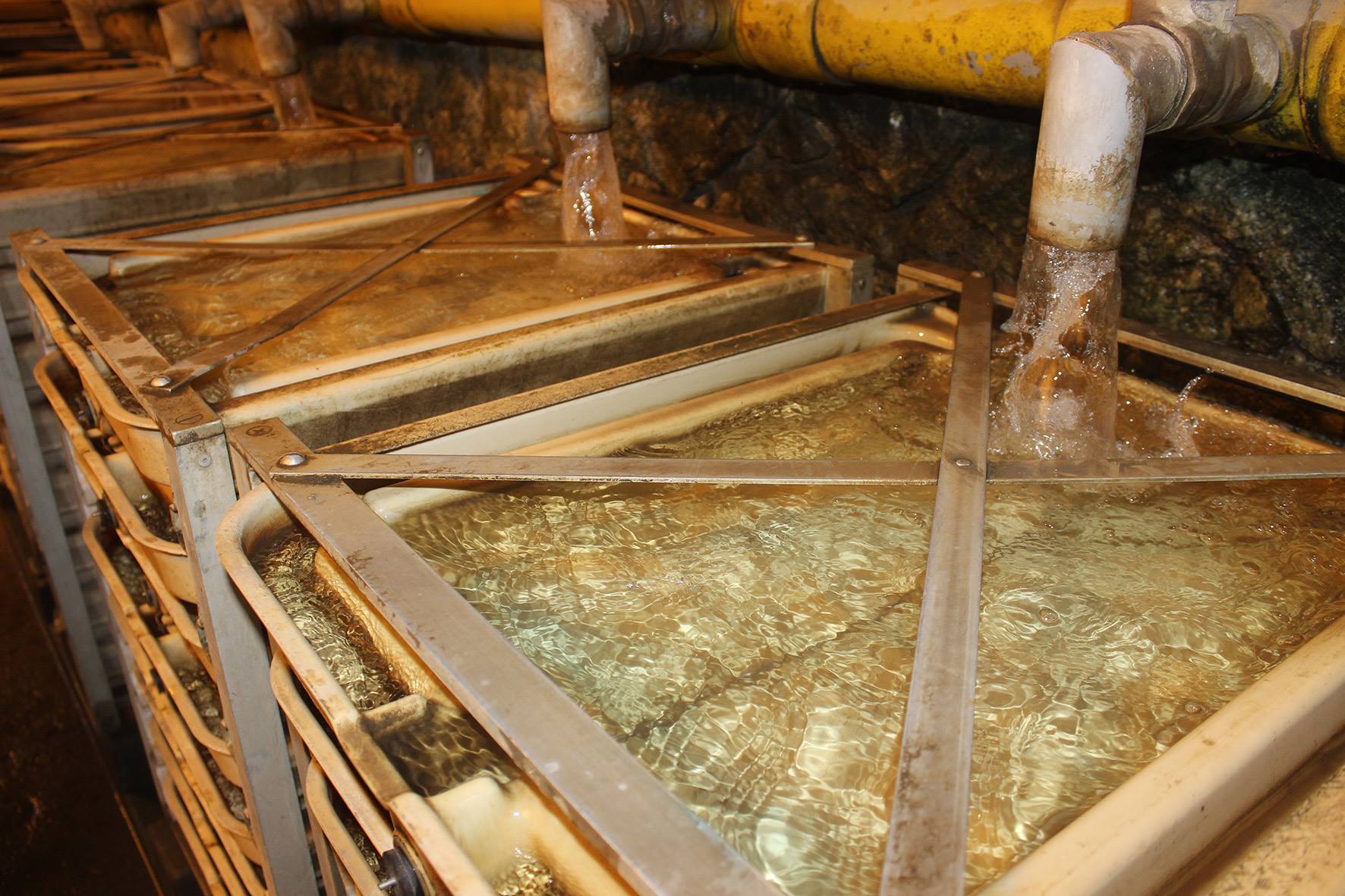 Sembraron 90 mil alevinos de trucha en comunidades campesinas de Huaraz