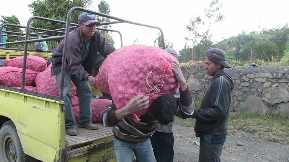 Pallasca: Pobladores reciben semillas mejoradas de papa