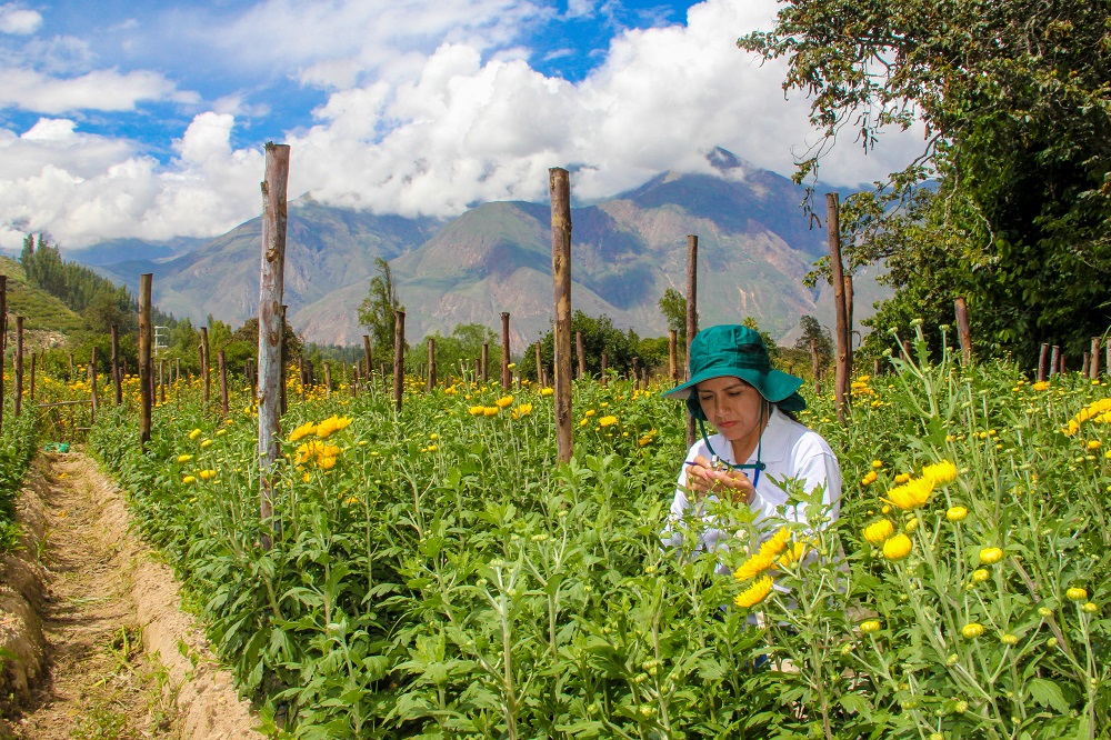 Áncash: Senasa realiza vigilancia fitosanitaria ante lluvias presentadas en la región