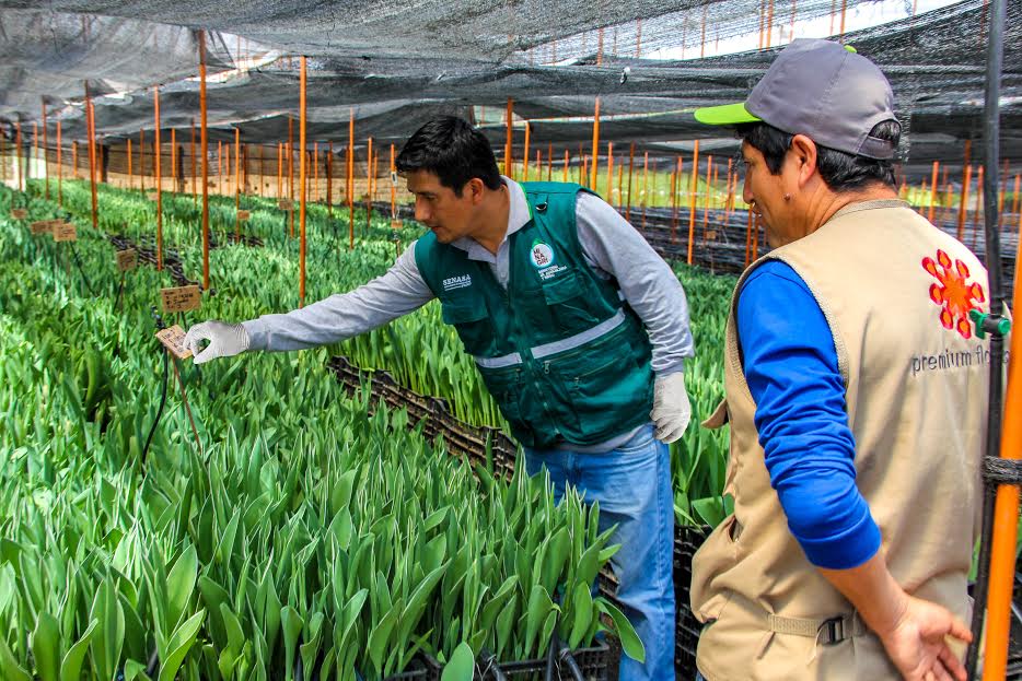 Áncash: Senasa asegura sanidad en cultivos de tulipanes