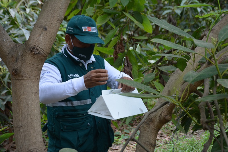 Vigilancia fitosanitaria de Senasa resguarda producción de palta en Áncash
