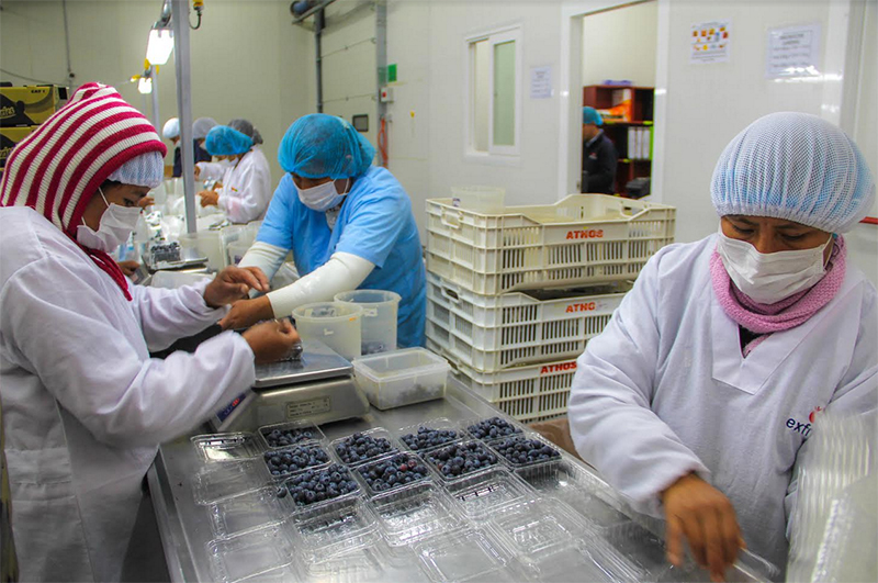 Ancash: Senasa inicia certificación de plantas empacadoras para apertura de campaña de arándanos 