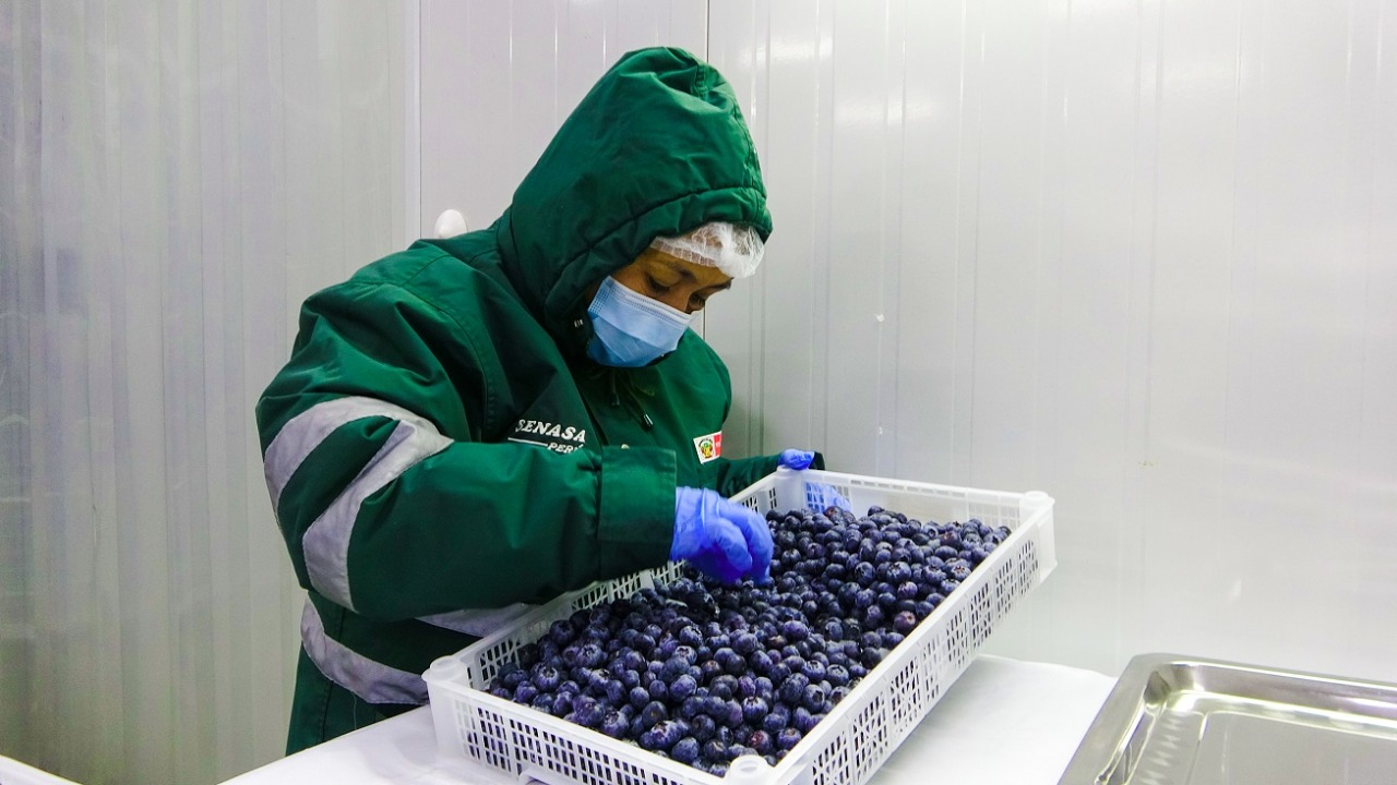 Producción de arándanos se consolida en la región Áncash