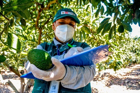 Senasa continúa con certificación de lugares de producción de palta en valles de Áncash
