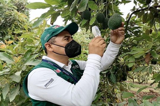Última campaña de exportación de palta superó las 400,000 toneladas