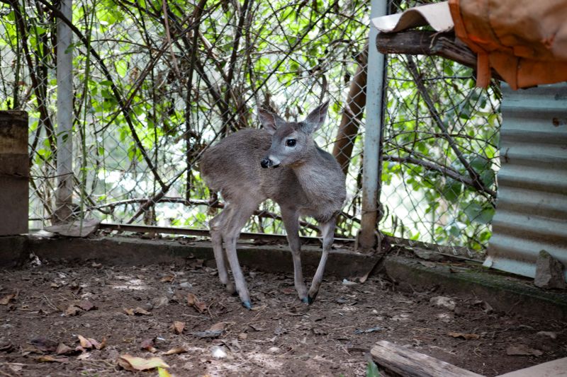 Áncash: Serfor rescata venado de cola blanca encontrado por vecinos en las calles de Huaraz