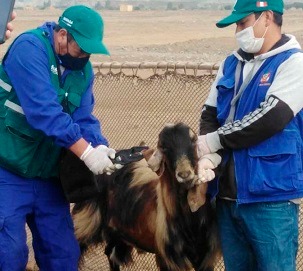 Campaña de vacunación del Senasa protegerá ganado caprino en Áncash