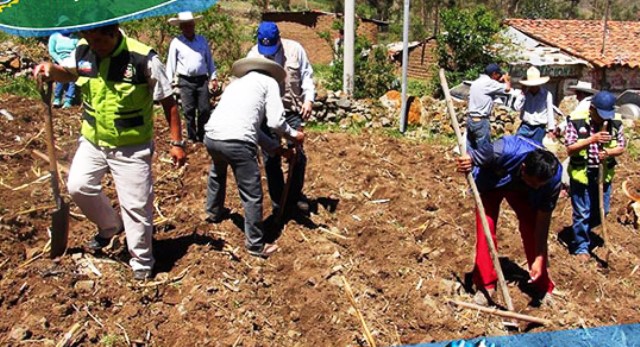Realizan ceremonia tradicional de la siembra de tarwi en Huaylas