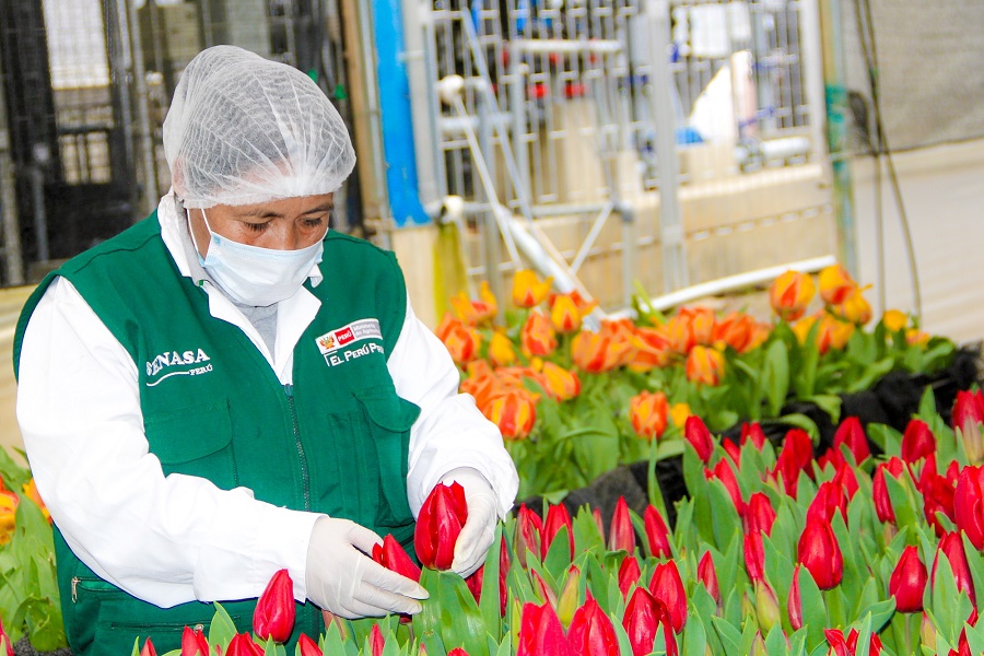 Áncash se convierte en el principal productor de Tulipanes a nivel nacional