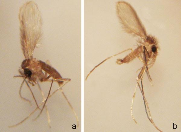  Diresa Áncash toma acciones contra la uta y la bartonelosis