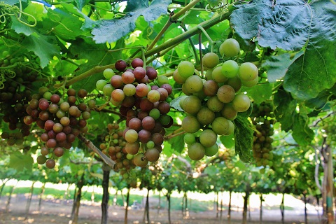 Campaña de la uva 2021 - 2022 inició con éxito creciendo un 7.4%