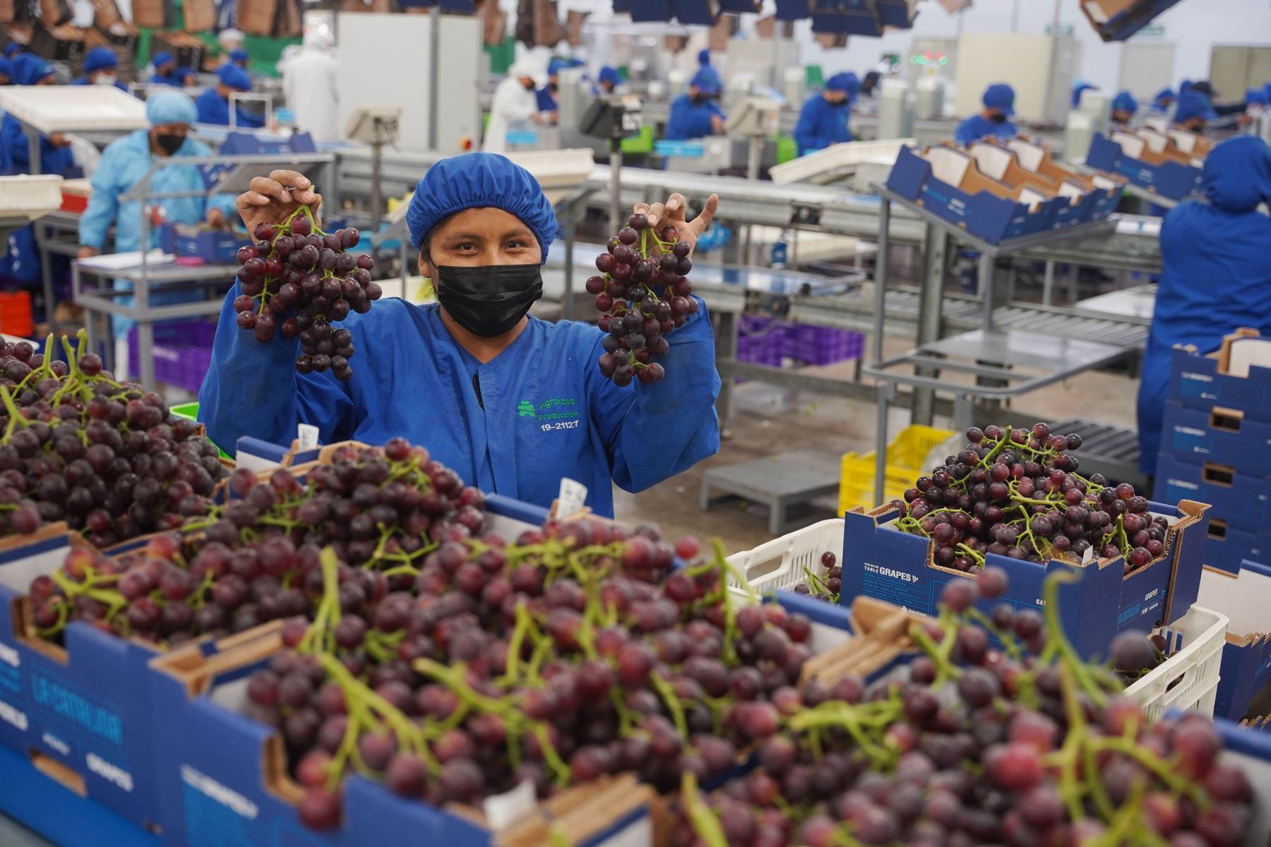 Perú lider en la producción y exportación mundial de uvas frescas