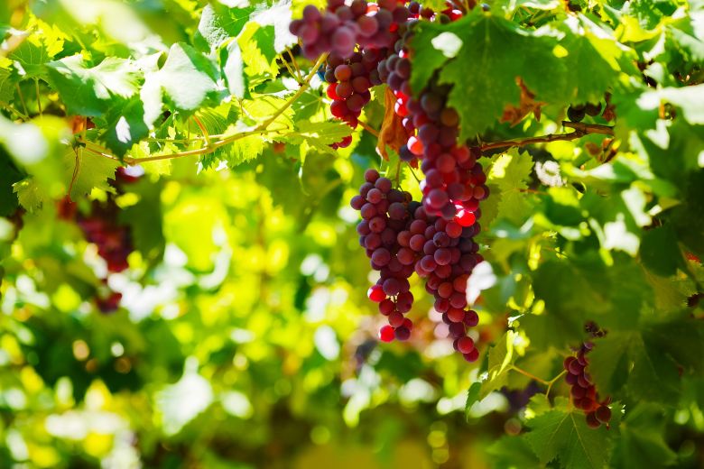 Nueva Ley Agraria marcará inicio de nuevo boom agroexportador