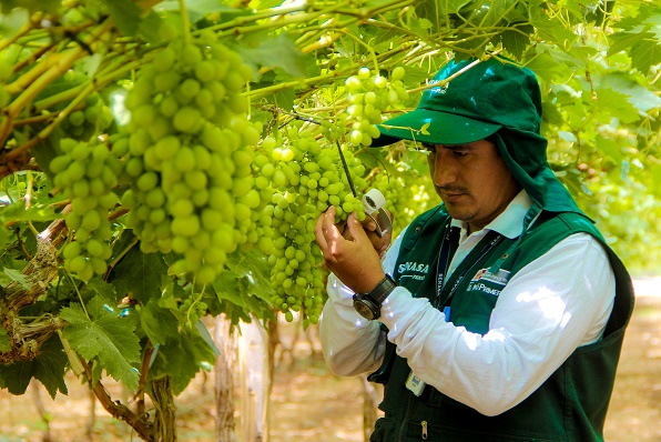 Doce lugares de producción en Áncash certificados para exportar uva