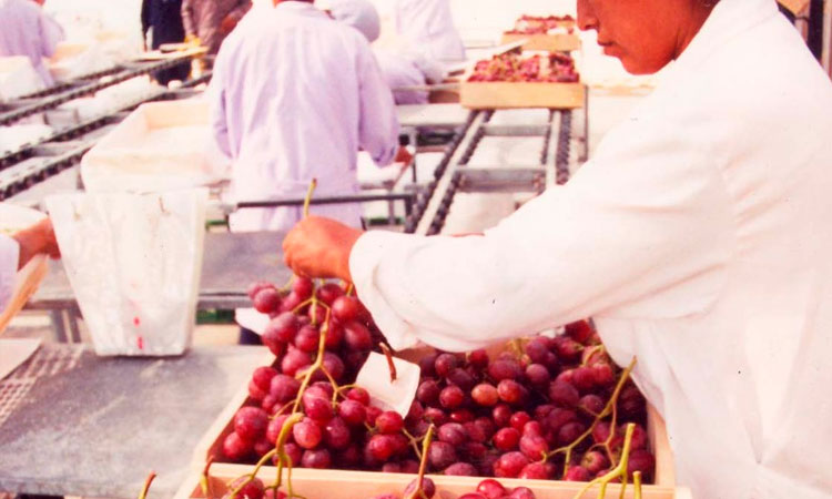 Campaña de uva inició con un crecimiento de 10.96%