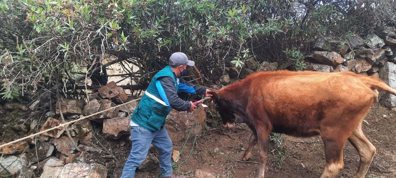 Identificación de ganado bovino y porcino permitirá una mejor rastreabilidad en Áncash