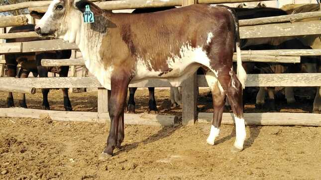 Presentan nueva ternera de raza Girolando de alta calidad genética