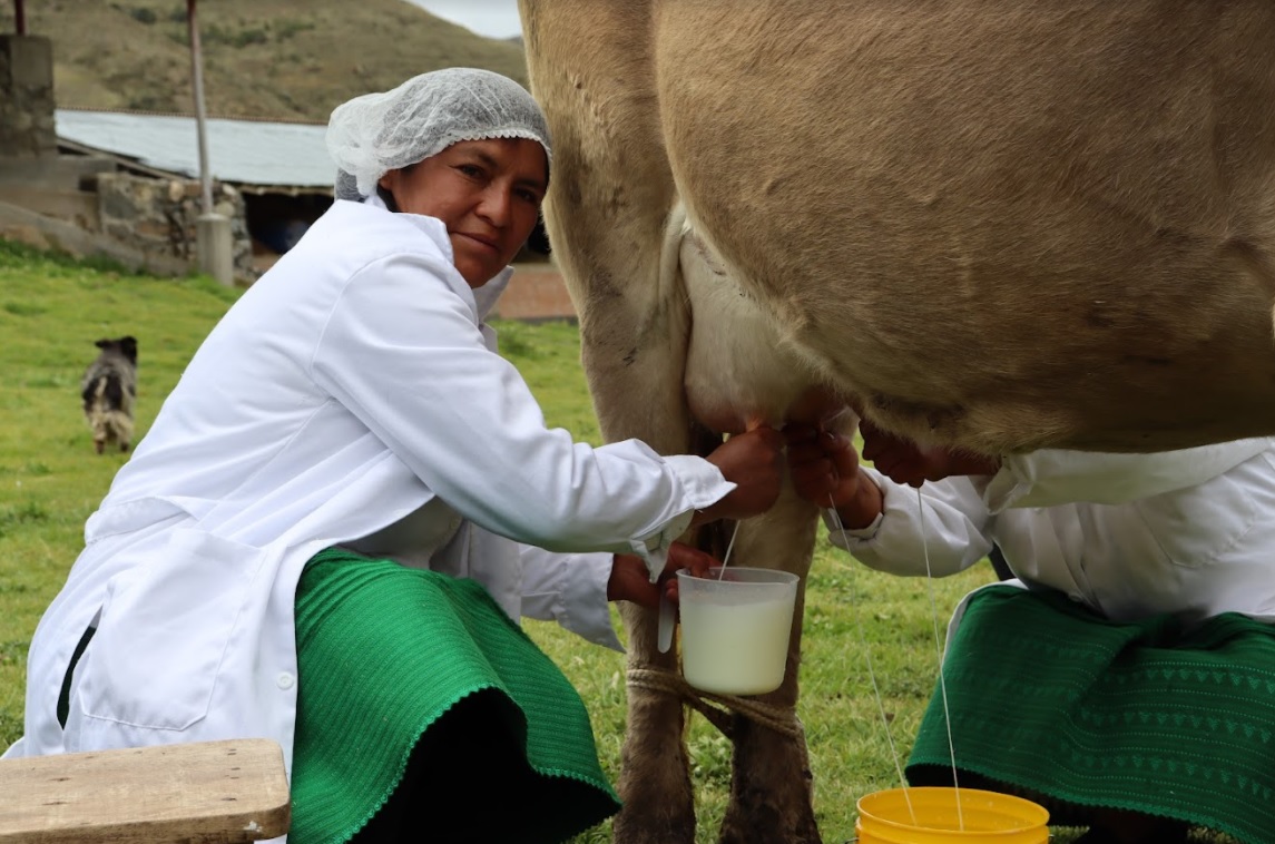 Senasa fortalece sectores productivos de leche mediante escuelas de campo en Áncash